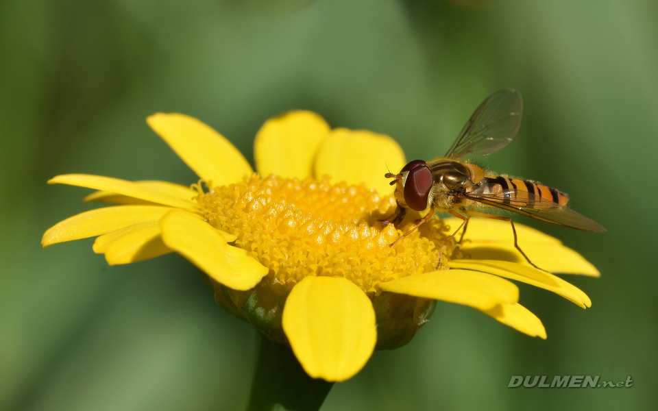 Marmalade Fly (male, Episyrphus balteatus)